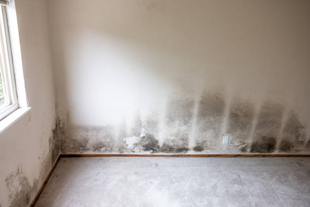Best Basement Mold Removal  in Kapolei, HI