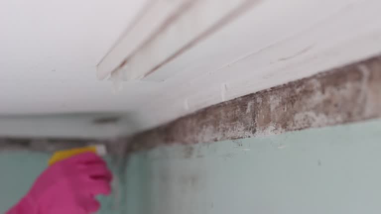 Best Asbestos and Lead Testing During Mold Inspection  in Kapolei, HI